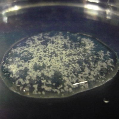 Recovery of biopolymers