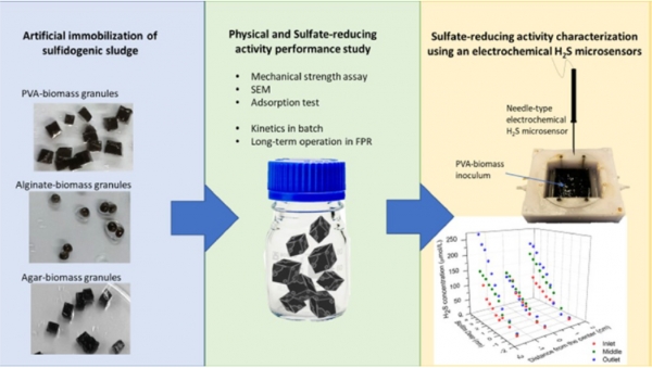 New Publication- Development of a flow-cell bioreactor for immobilized sulfidogenic sludge characterization using electrochemical H2S microsensors